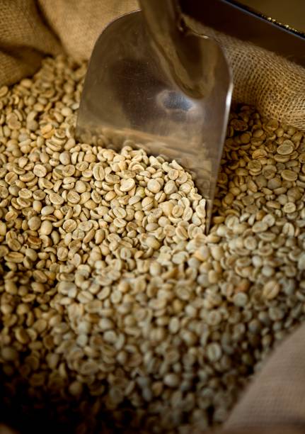 Ethiopian Guji - G1: Premium Organic Coffee Beans